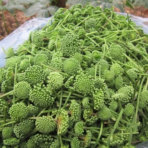 Dried Panax Notoginseng Flower – Herbal Tea & Medicinal Herb - Image 2