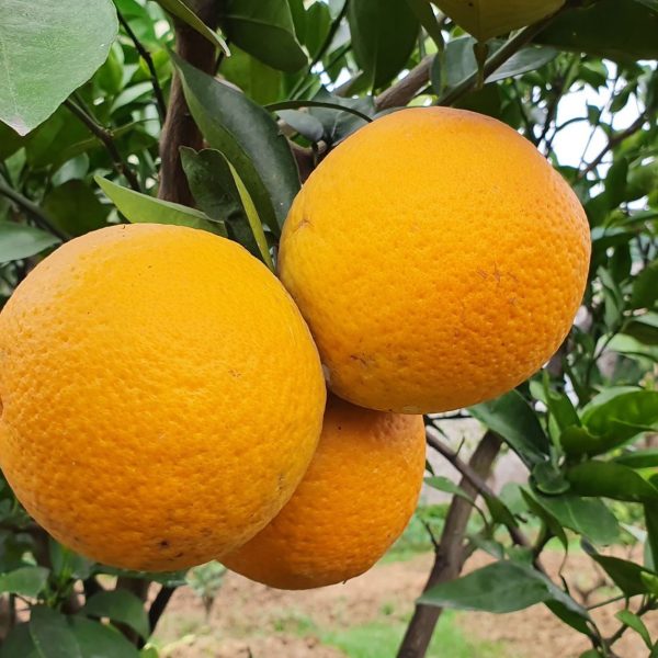 Organic Oranges – Fresh from Farm