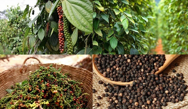 Whole Black Pepper – Naturally Sun-Dried - Image 5