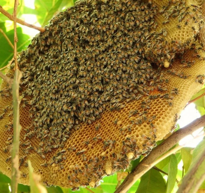 Raw Wild Honey – Harvested from Natural Forests in Vietnam - Image 2