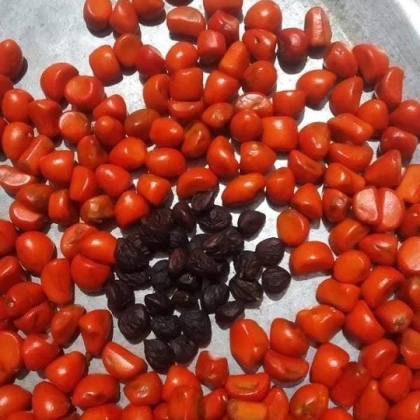 Generic Puff amaranth seeds from northwest Vietnam forests, used for marinating grilled dishes or as a dipping sauce, 500g - Hạt dổi rừng vùng Tây Bắc Việt Nam